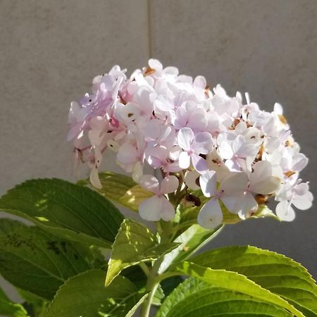 Gite Du Ka'Lao Saint-Julien  Ngoại thất bức ảnh